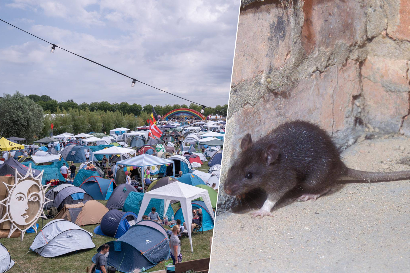 Des dizaines de rats aperçus à proximité du camping de Tomorrowland ...