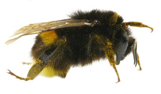 Zonder insecten geen bestuiving van gewassen.