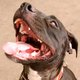 Tragisch: pitbull bijt 4 gezinsleden