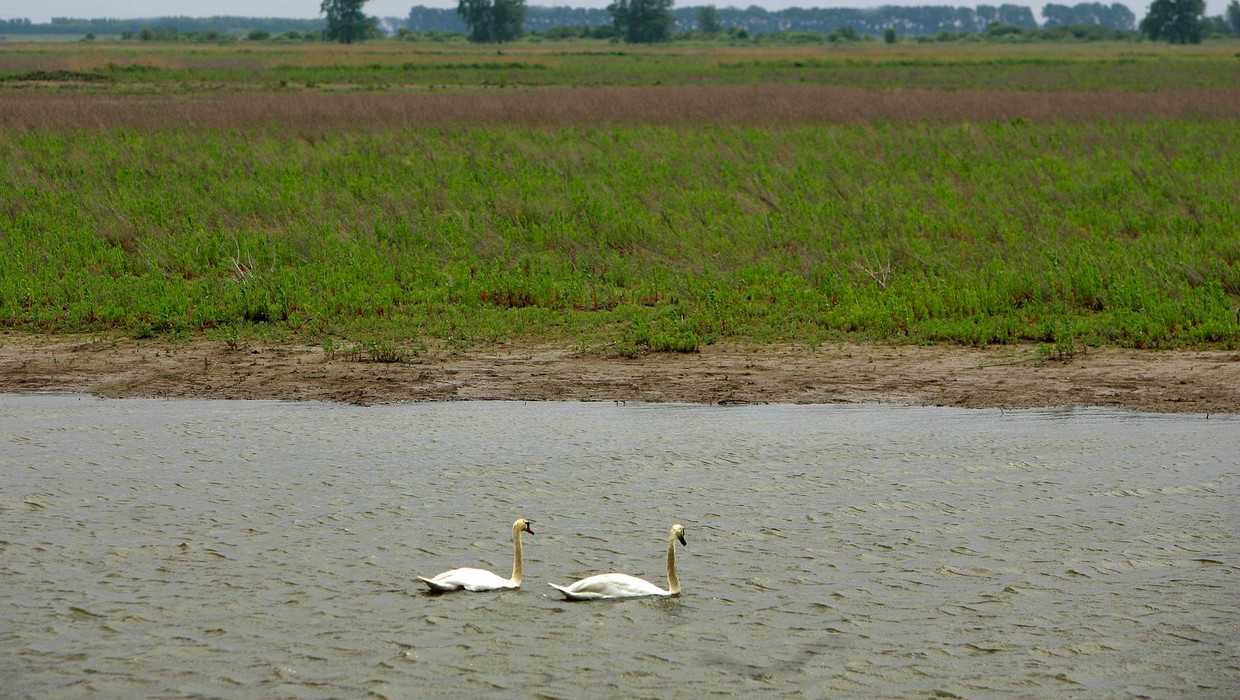 Zwanen Beeld anp