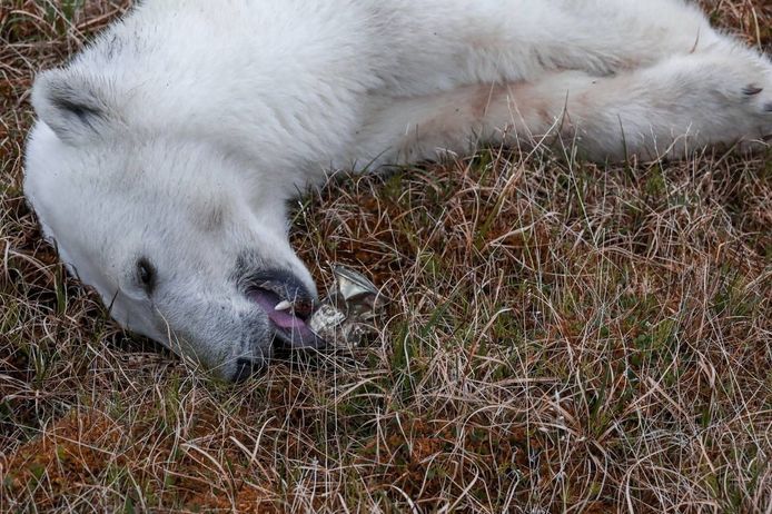 The sedated polar bear Monetochka with the metal can stuck to her tongue.
