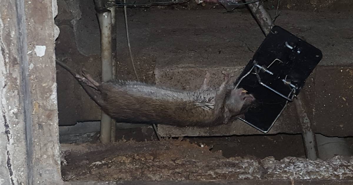 Vogelbuurt in Kwintsheul heeft een probleem met ratten ‘De grootste was bijna zo groot als een