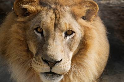 Deux lions testés positifs au coronavirus dans un zoo croate