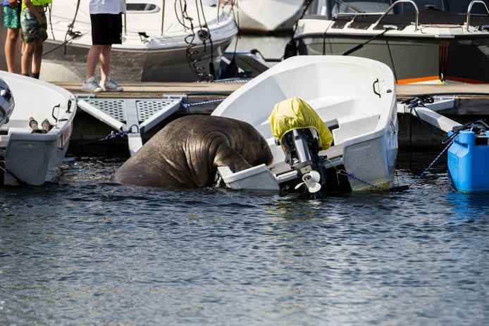 Walrus Freya kruipt aan boord in een bootje in Noorwegen.