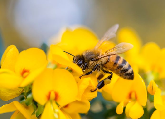 Vandaag worden alle Nederlanders opgeroepen om een half uur lang bijen te tellen.