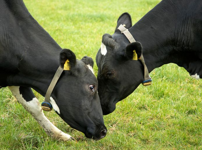 Turkije stuurt uit protest 40 koeien terug naar Nederland.