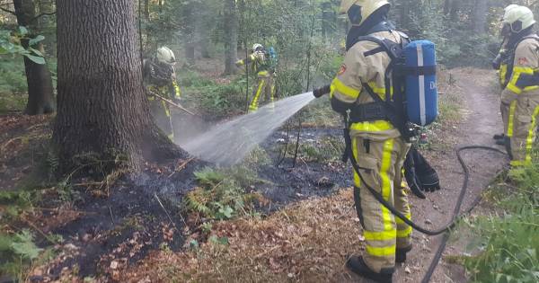 Kleine bosbrand Breedenbroek snel onder controle