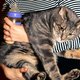 Ooit een term om vrouwen te beschamen, vandaag een teken van trots: de ‘crazy cat lady’	doorheen de jaren