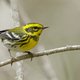 Vogelliefhebbers willen vogels beschermen tegen ‘foute’ namen van hun ontdekkers