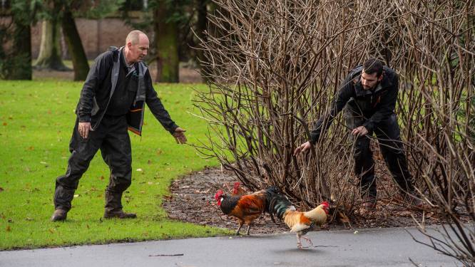 Vrije kippen Valkenberg zijn de klos: ‘Het is bizar dat ze hier nu ook weer voor moeten boeten’