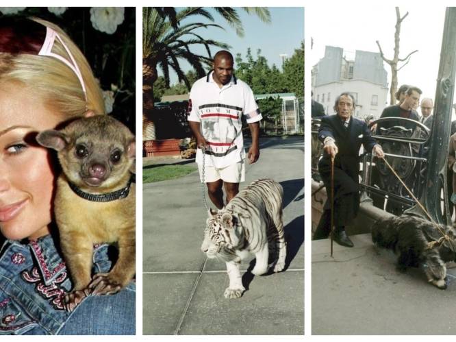 Een witte tijger, rolstaartbeer of miereneter: deze celebrities hebben de vreemdste huisdieren