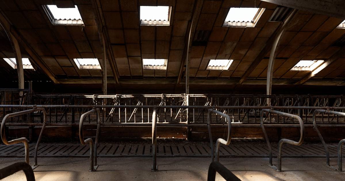 In de koeienstal van boer Peter uit Hooge Mierde staan nu caravans