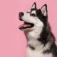Bewezen: het ras van een hond heeft nauwelijks invloed op zijn gedrag