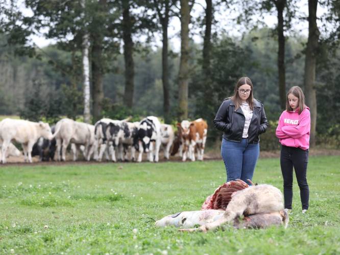 Wolf is niet onder de indruk van kritiek en slaat opnieuw toe in Meeuwen: “Zo kunnen we toch niet bezig blijven?”