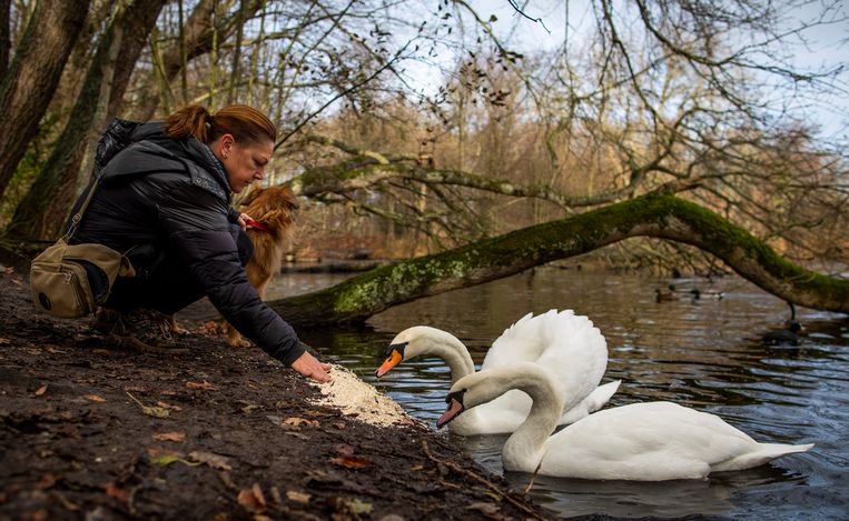 Dorine van der Marel voert de zwanen in het park Meer & Bos in Den Haag waarvoor zij een vuurwerkvrije zone heeft aangevraagd. Beeld Freek van den Bergh / de Volkskrant