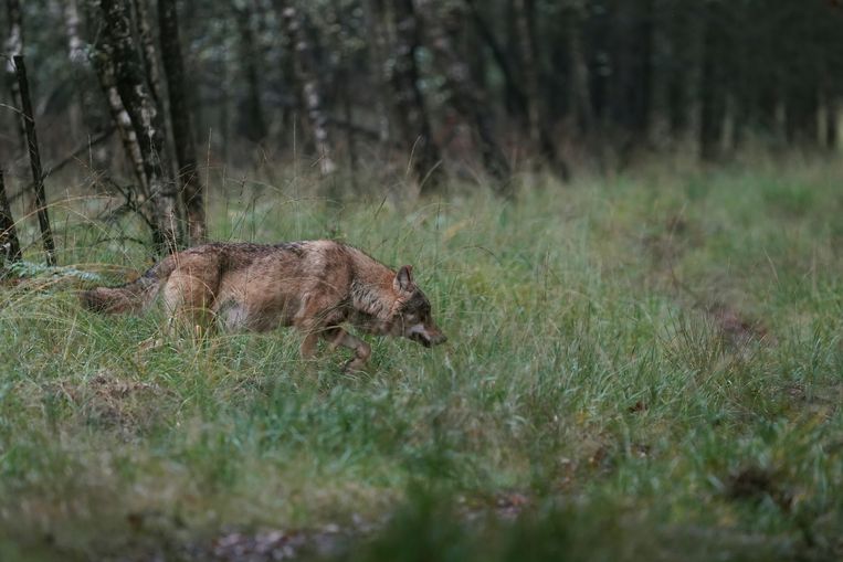 Een wolf op de Veluwe, vastgelegd door natuurfotograaf Otto Jelsma. Beeld ANP