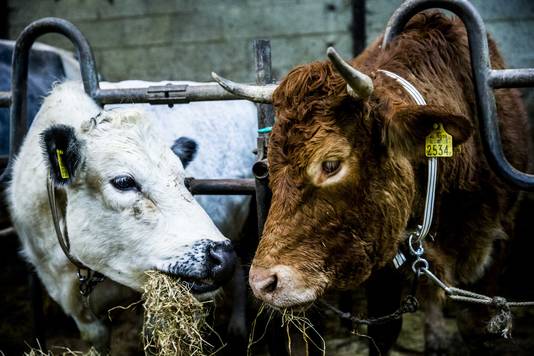 Koe Hermien in Koeienrusthuis Stichting De Leemweg