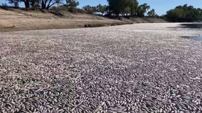 Des millions de poissons morts en décomposition bouchent une rivière en Australie