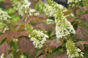 Hydrangea quercifolia.