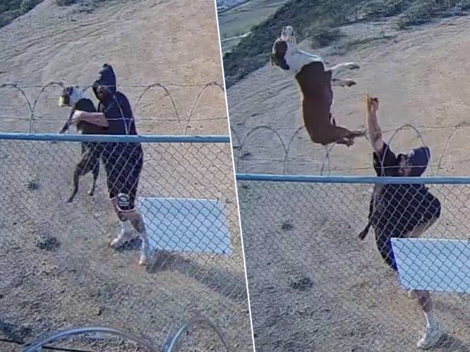 KIJK. Schokkende beelden tonen hoe baasje pitbull over hek met prikkeldraad gooit en achterlaat