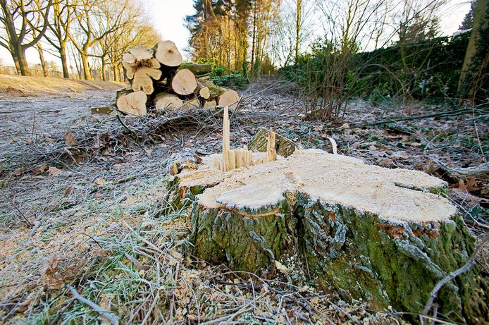 OOSTERHOUT - Bomenkap in 2009 aan de Bredaseweg in Oosterhout.