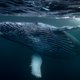 Zuid-Afrikaanse rechter geeft Shell vrijbrief om naar olie te zoeken in walvisgebied