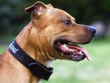 Baasjes van dood gevonden pitbull Batman vandaag voor de rechter