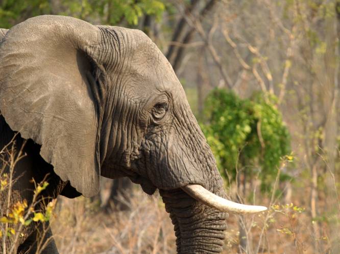 Belgische vrouw gedood door olifant in Zambia