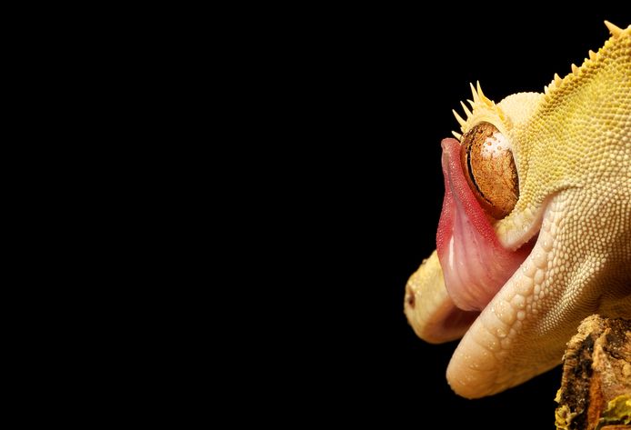 Eyelashed geckos lick their eyes to keep them wet