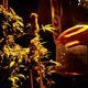 Inval High Times Cannabis Cup