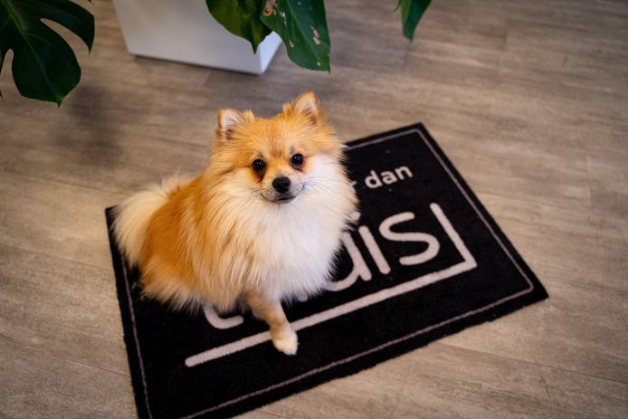 Het hondje Pips vervoegt 'Thuis'