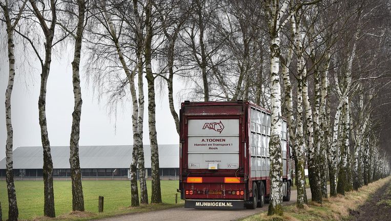 Een varkenstransportwagen passeert een veebedrijf. 'Het is hier veranderd in een agrarisch industrieterrein; ons platteland is afgepakt.' Beeld Marcel van den Bergh / de Volkskrant