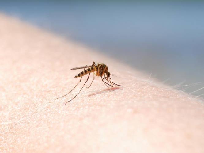Muggen zijn niet klein te krijgen: ook in november steken ze nog volop