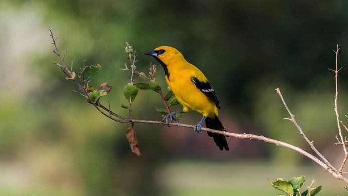 Ива желтого цвета, певчая птица, обитающая в основном в северных тропических регионах Южной Америки.