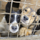 Dierenbescherming vindt 56 verwaarloosde honden die in eigen uitwerpselen leven