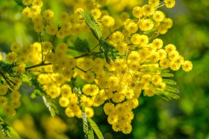 Mimosa