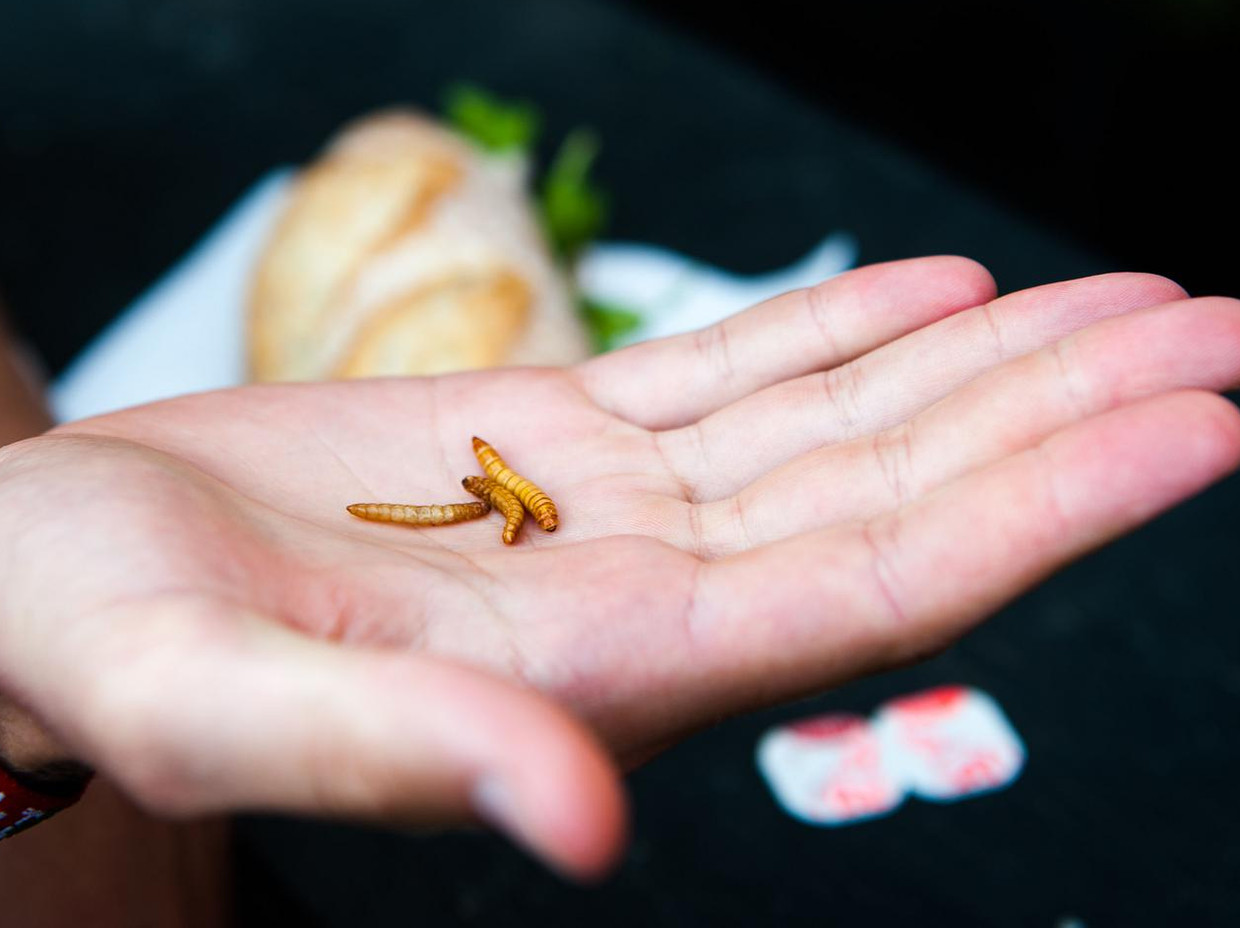 Broodje meelworm, iemand? Beeld anp
