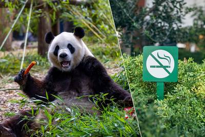 From today you are no longer allowed to smoke in Pairi Daiza: “A broader ban is needed”