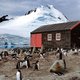 Gezocht: postbode op pinguïnkolonie