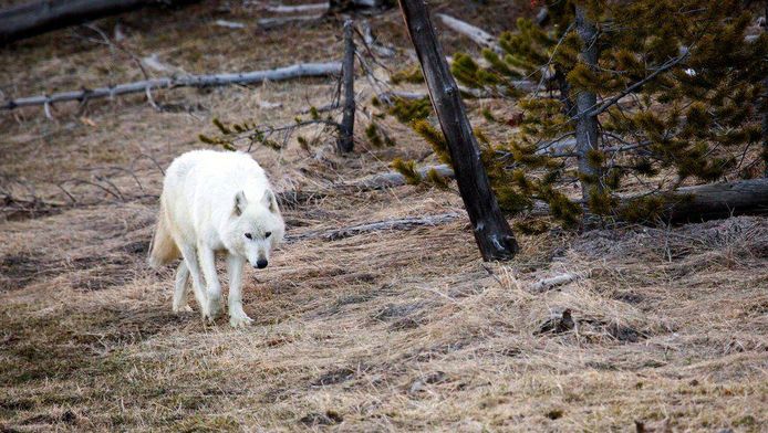 De witte wolf is de enige in Yellowstone Park