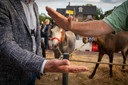 Op de paardenmarkt wordt ook nog regelmatig met (hoge) contante betalingen gewerkt.