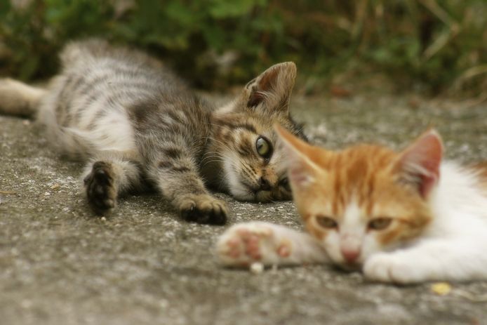 Met Dit Stappenplan Laat Je Katten Aan Elkaar Wennen | Familie | Hln.Be