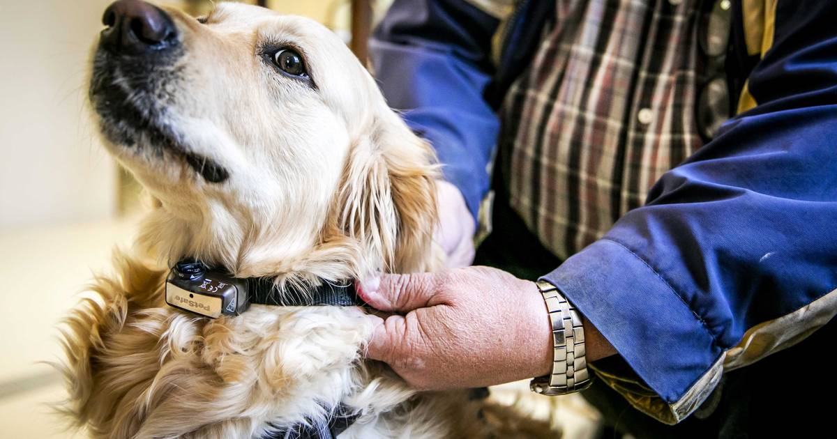 papier alledaags vee Mensen geven stem aan honden in campagne tegen schokhalsbanden: “Misschien  is het beter als ik niet meer beweeg” | Oostende | hln.be