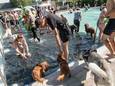 Een sfeerbeeld van een vorige editie van de Doggy Splash Day.