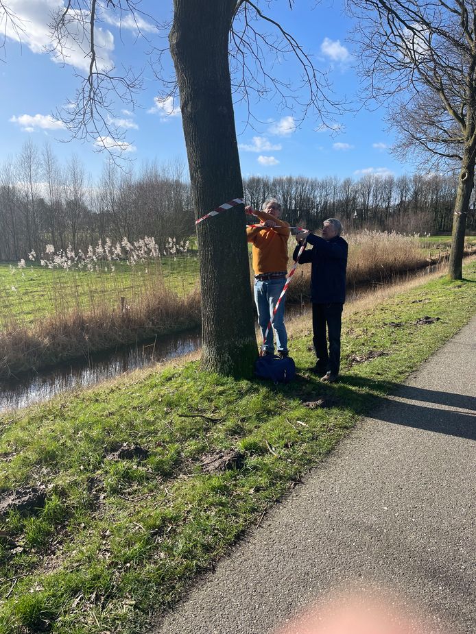 Linten om de bomen die gekapt dreigen te worden.