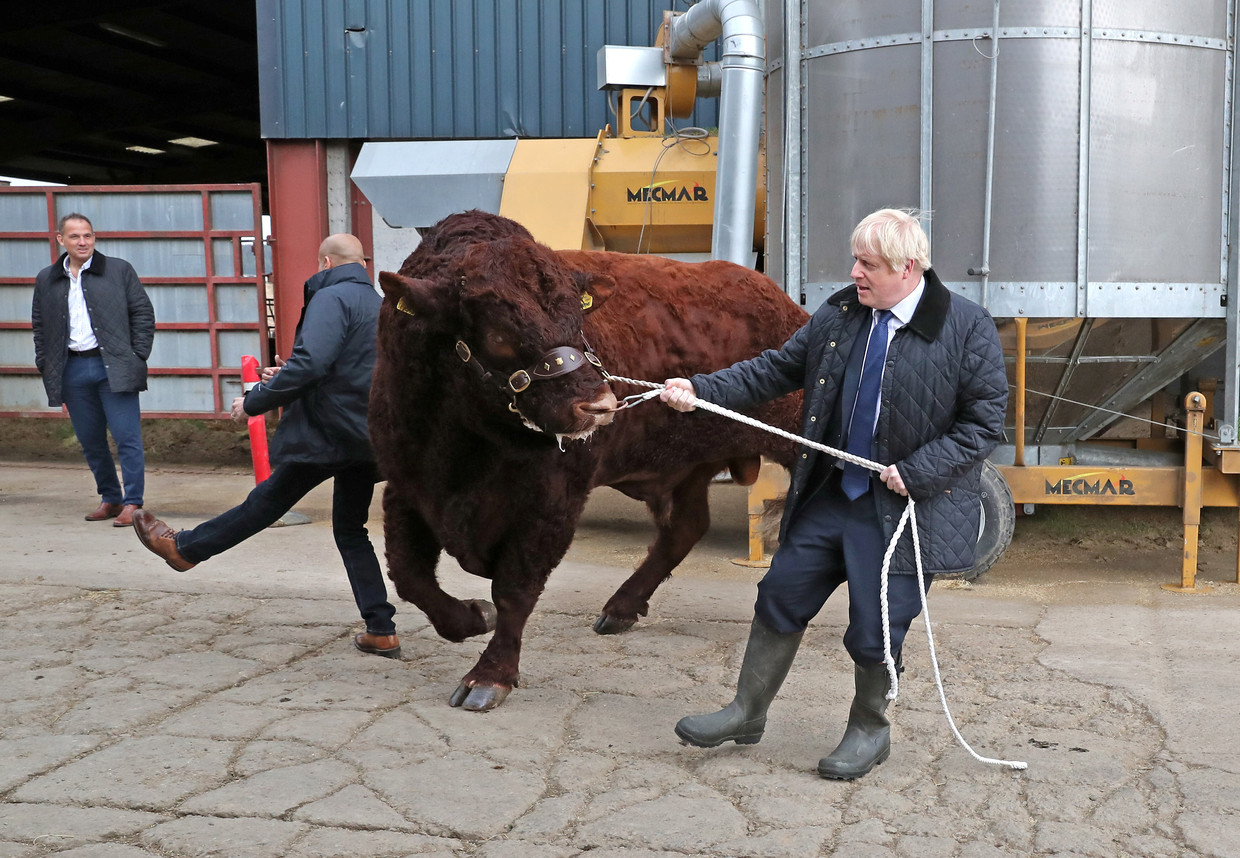 De stier in Schotland kon Johnson nog net aan, met het Britse parlement lukte dat niet. Beeld REUTERS