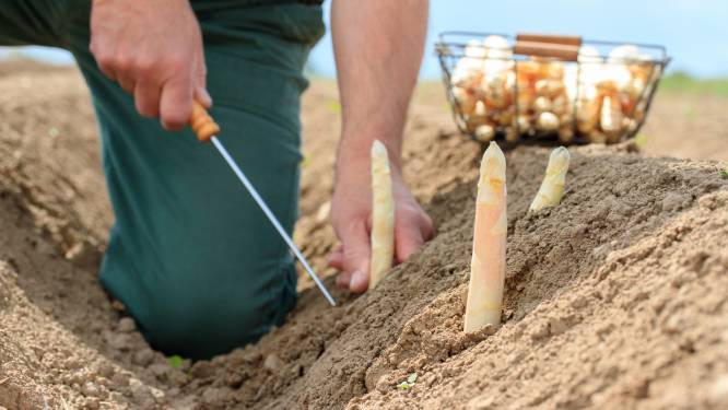 Litouwer (39) zou landgenoot met stroomstootwapen hebben gedwongen te werken
