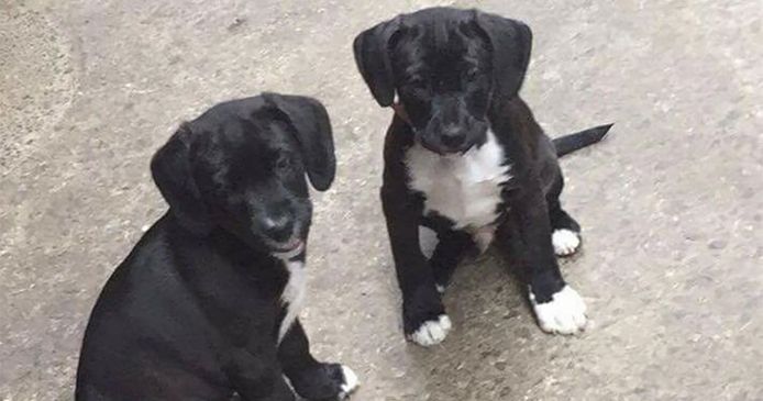De vermiste puppy's Jack en Black