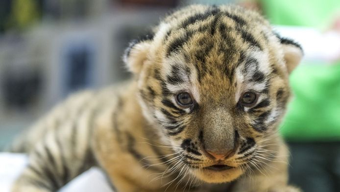 Cinq Euros Le Selfie Avec Un Bebe Tigre A Saint Ouen Insolite 7sur7 Be