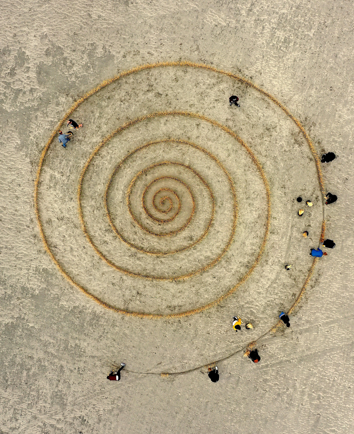 Puluhan ribu batang bambu di pasir akan terbentuk 